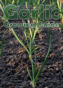 Garlic – Growing Guide 2