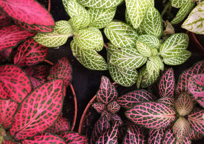 How to Grow and Care for Fittonia (Nerve Plant)