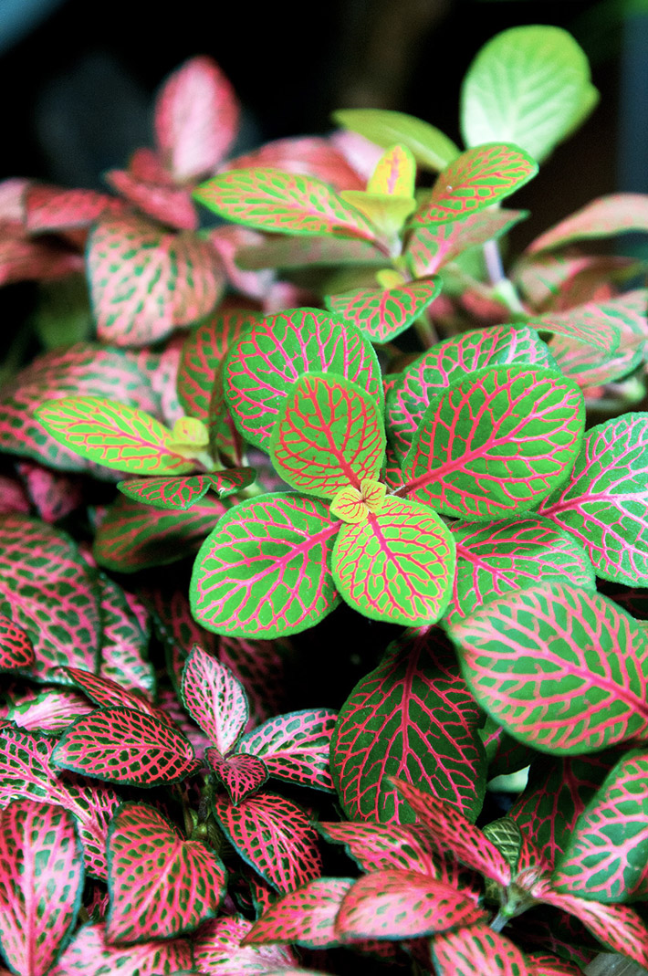 How to Grow and Care for Fittonia (Nerve Plant)