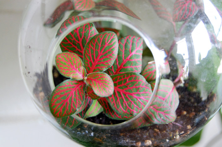 How to Grow and Care for Fittonia (Nerve Plant)