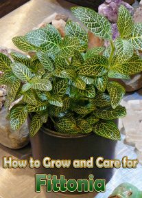 How to Grow and Care for Fittonia (Nerve Plant)