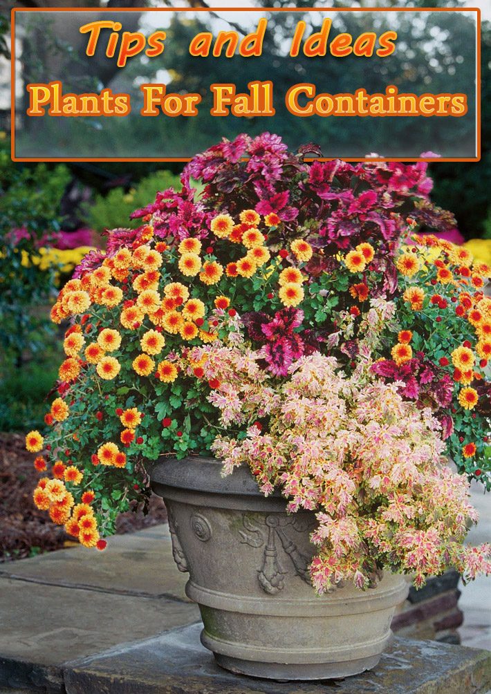 Plants For Fall Containers – Tips and Ideas