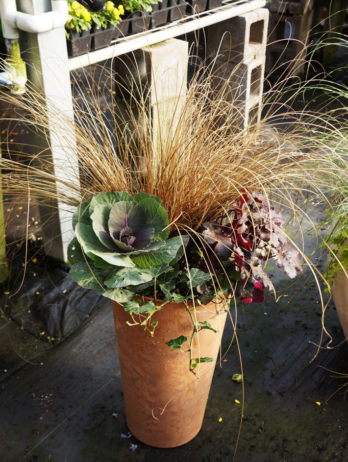 Plants For Fall Containers - Tips and Ideas