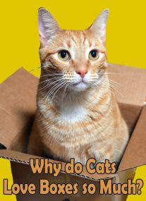 What's Up With That: Why do Cats Love Boxes so Much?