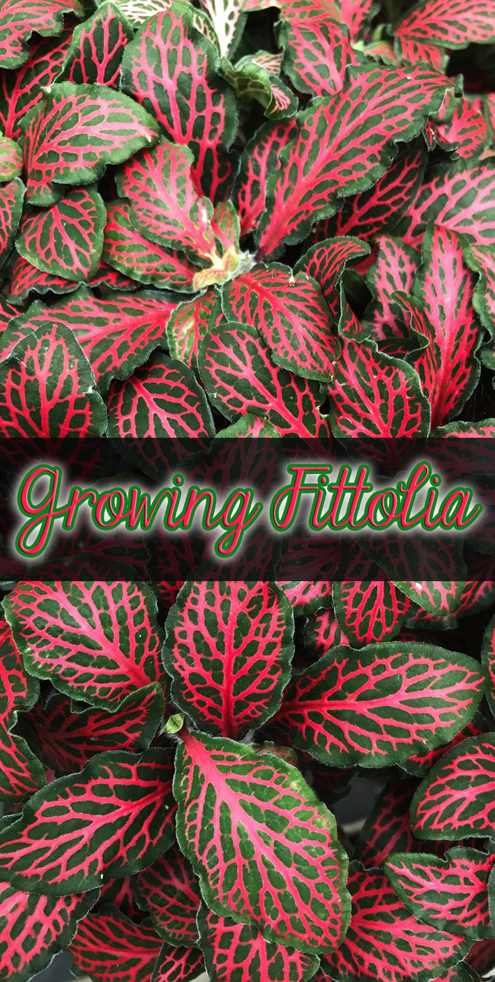 How to Grow and Care for Fittonia (Nerve Plant)