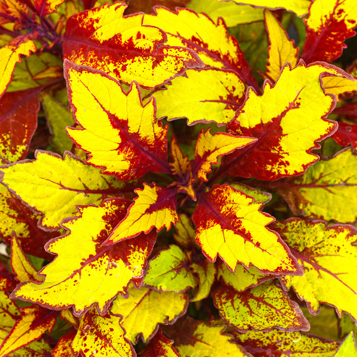 Growing Coleus