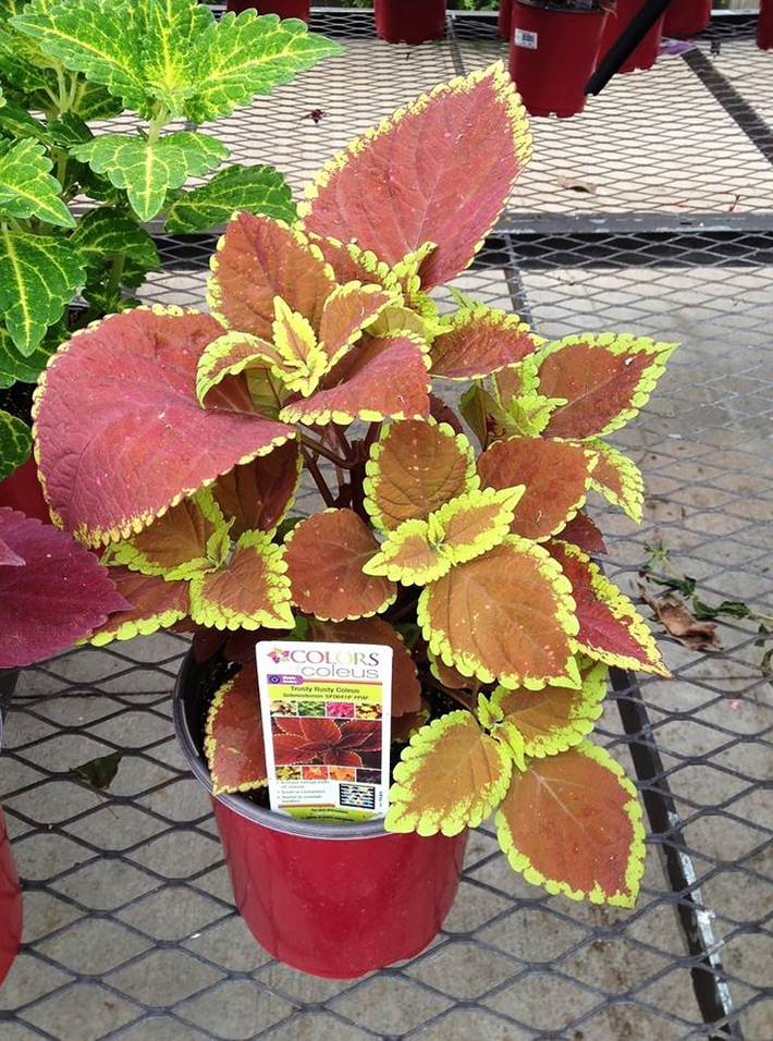 Growing Coleus