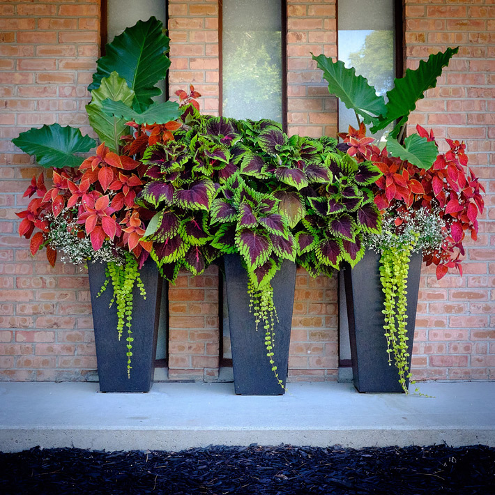 Growing Coleus