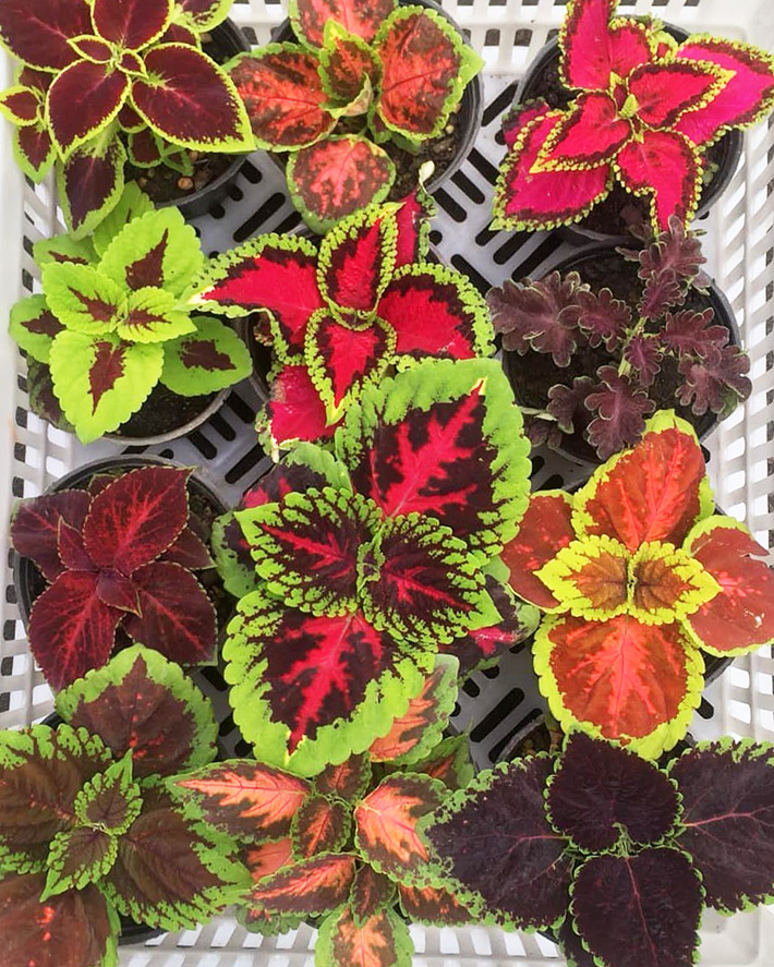 Growing Coleus as a Houseplant