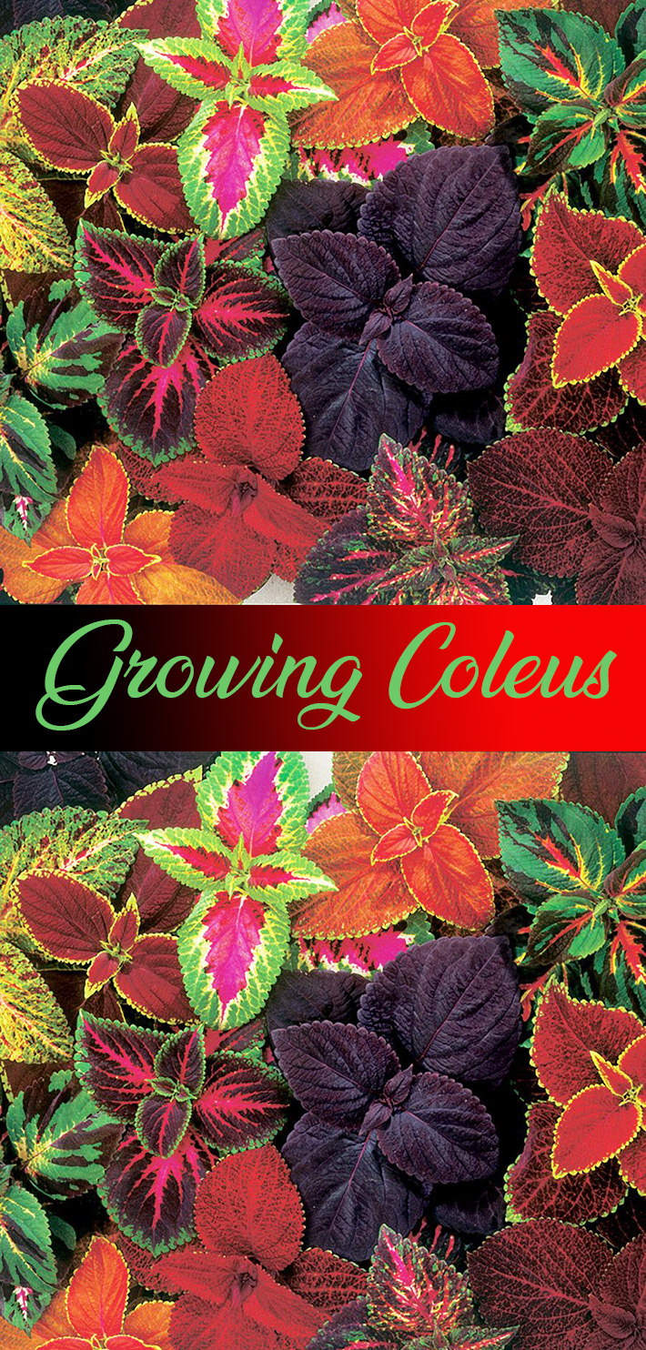 Growing Coleus as a Houseplant