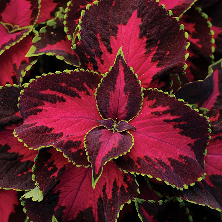 Growing Coleus