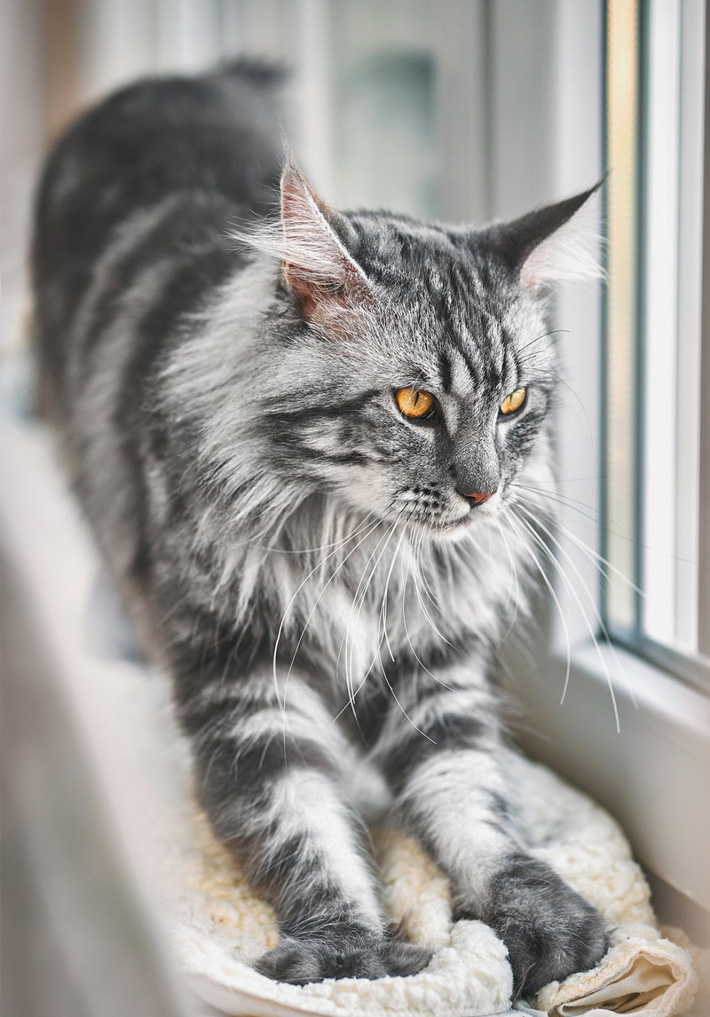 Maine Coon - The Gentle Giant