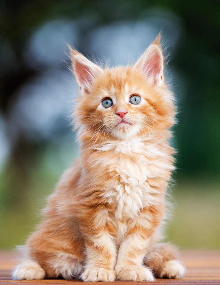 Maine Coon - The Gentle Giant