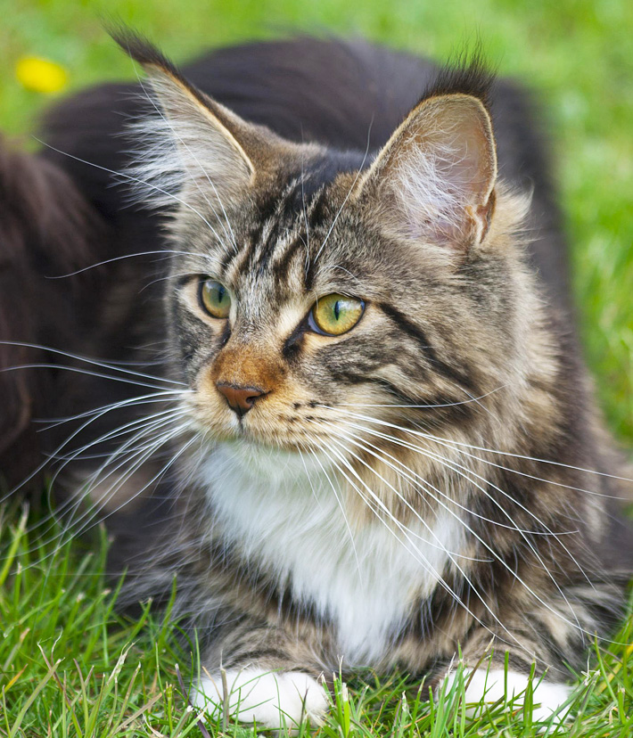 Maine Coon - The Gentle Giant