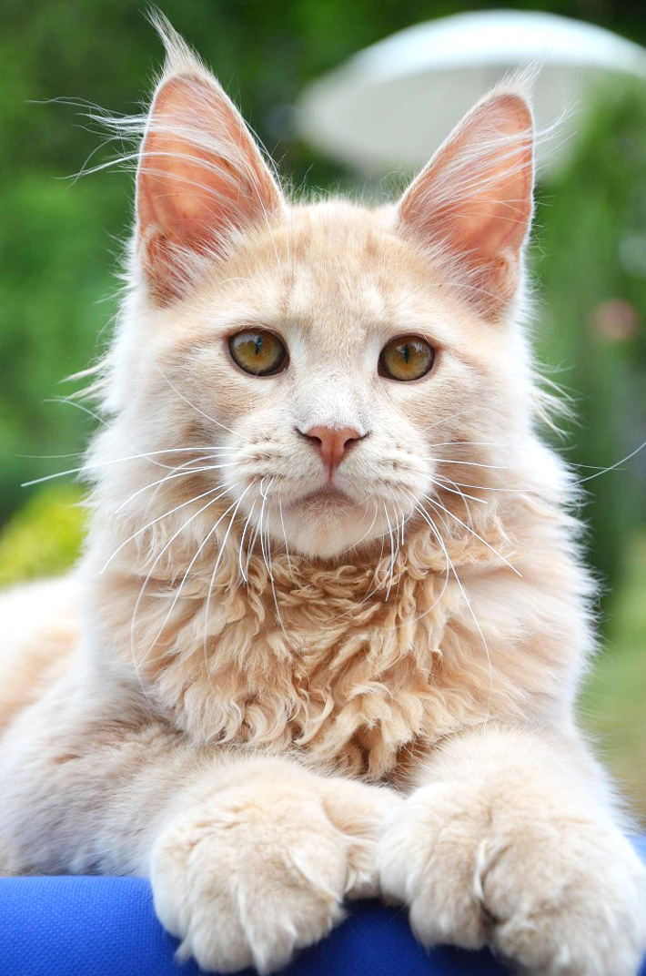 Maine Coon - The Gentle Giant