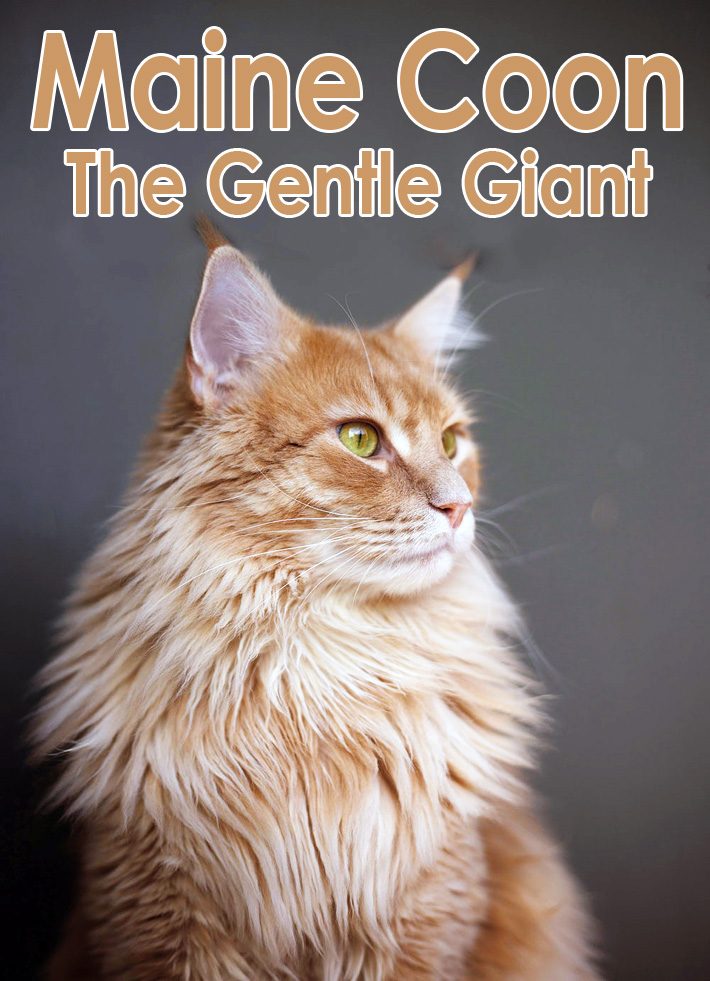 Maine Coon – The Gentle Giant