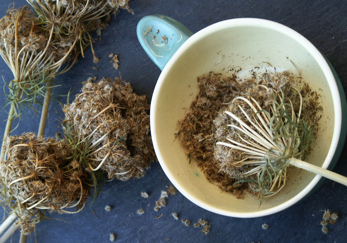 Preserving and Storing Seeds For Future Planting