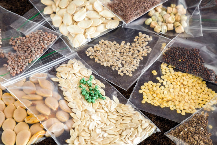 Preserving and Storing Seeds For Future Planting