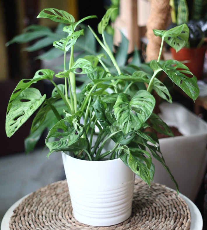 Growing Monstera adansonii