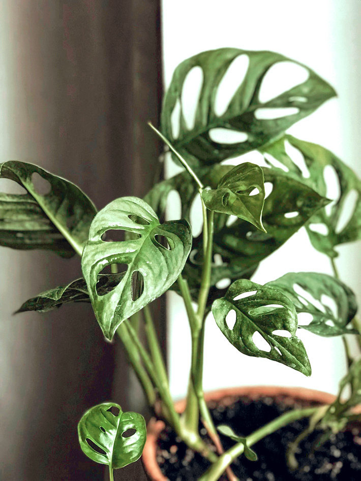 Growing Monstera adansonii