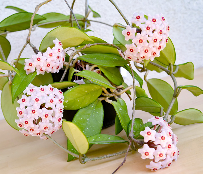 Growing Hoya carnosa Indoors