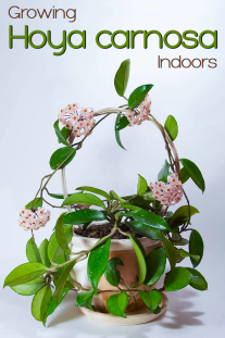 Growing Hoya carnosa Indoors