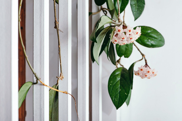 Growing Hoya carnosa Indoors