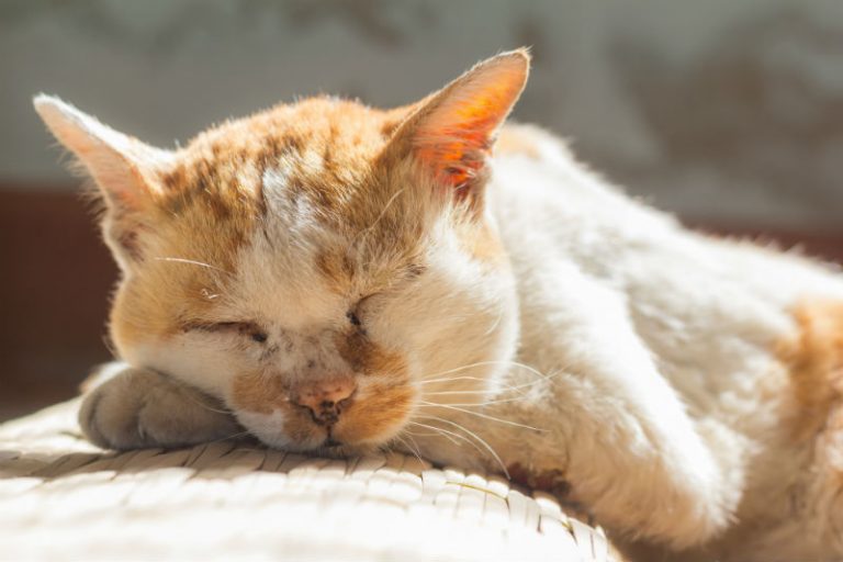 Senior Dementia in Cats