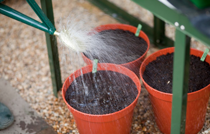 How to Plant and Grow Gladiolus in Pots