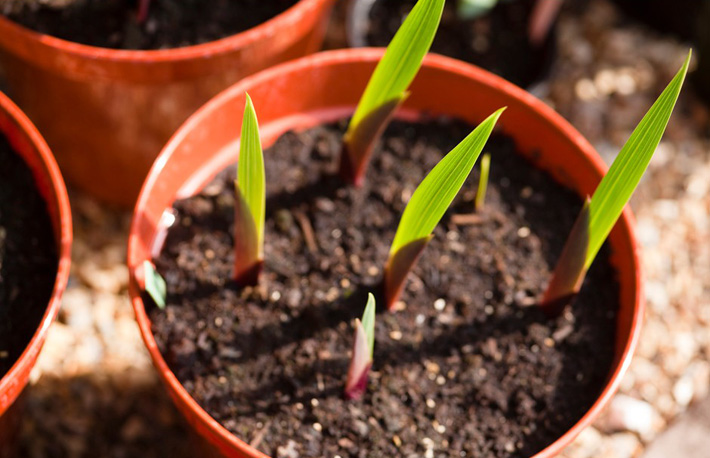 How to Plant and Grow Gladiolus in Pots