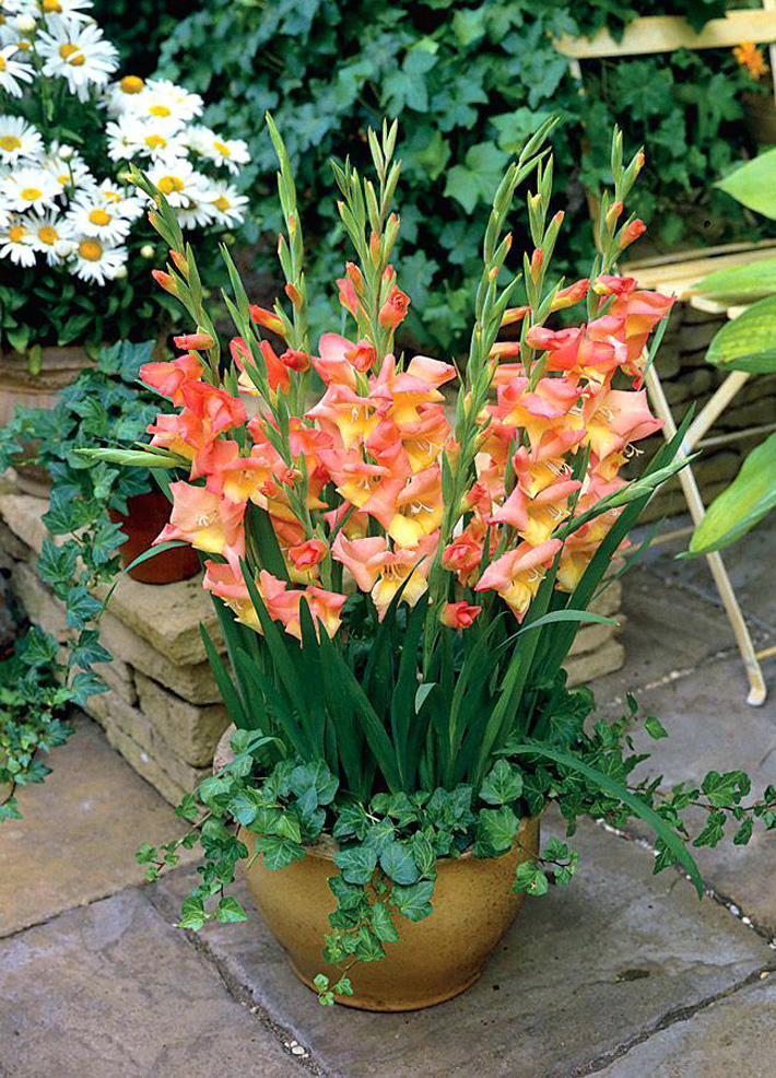 How to Plant and Grow Gladiolus in Pots