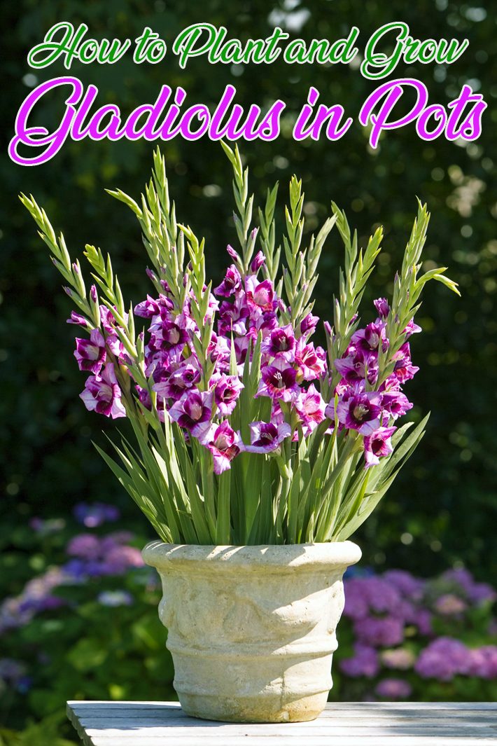 How to Plant and Grow Gladiolus in Pots