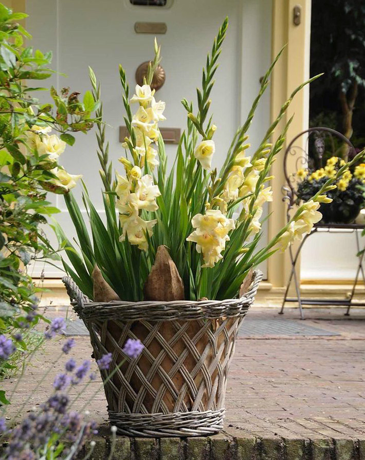 How to Plant and Grow Gladiolus in Pots