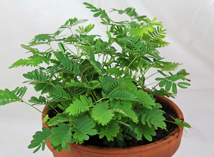 How to grow Mimosa Pudica 