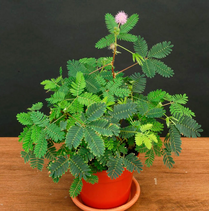 How to grow Mimosa Pudica 