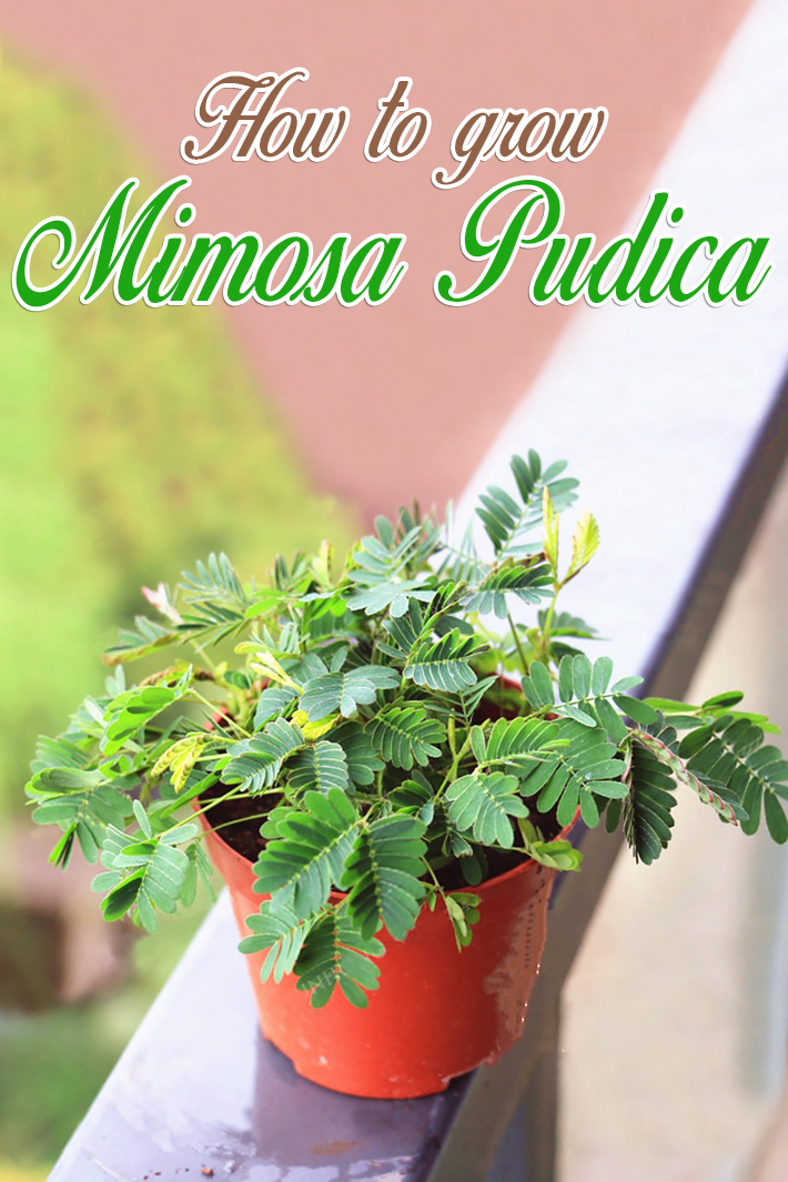 How to grow Mimosa Pudica