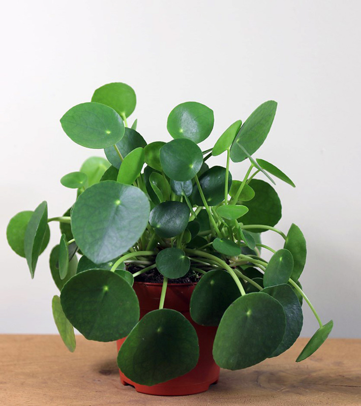 Pilea peperomioides Chinese money plant Care and Info 2