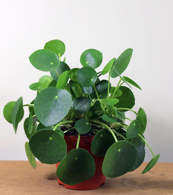 Amazon com pilea peperomioides chinese money plant pancake Amazon com pilea peperomioides chinese money plant pancake