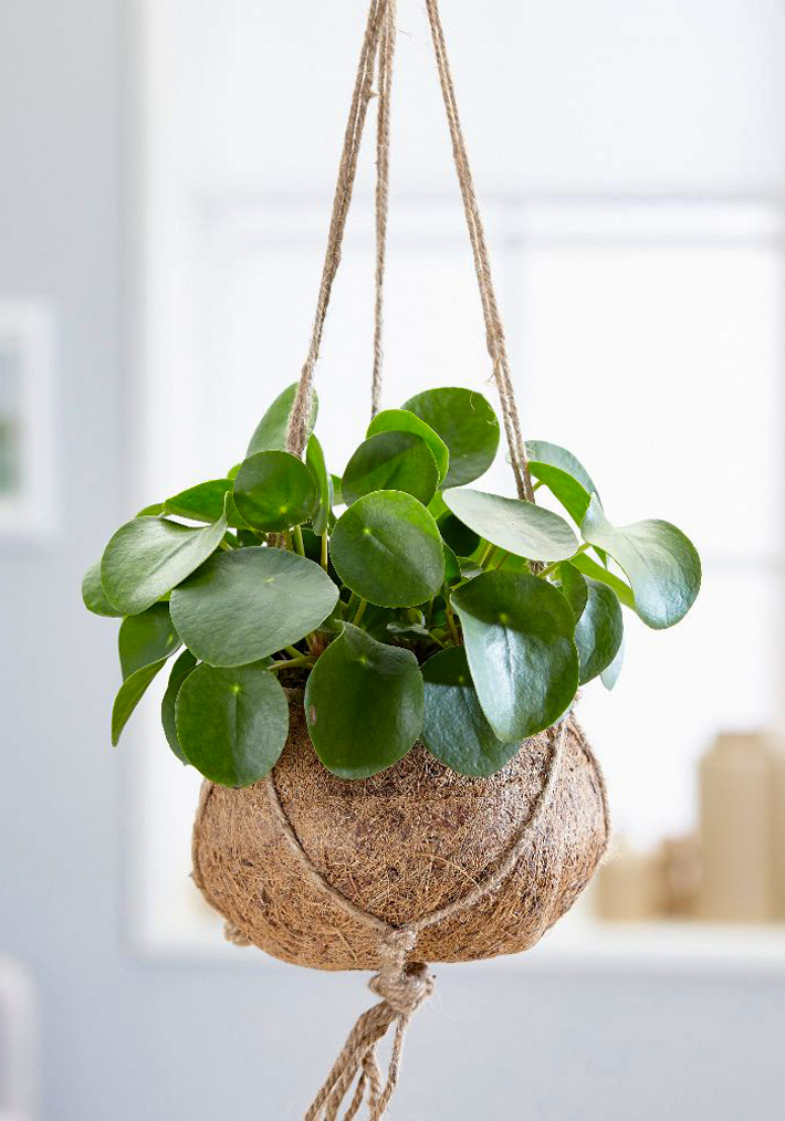 Pilea peperomioides Chinese money plant Care and Info 2