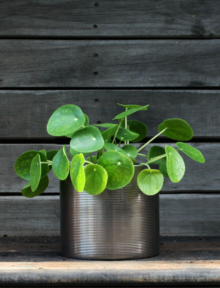 Quiet CornerPilea peperomioides / Chinese money plant Care and Info