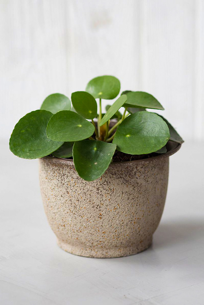 Pilea peperomioides / Chinese money plant: Care and Info