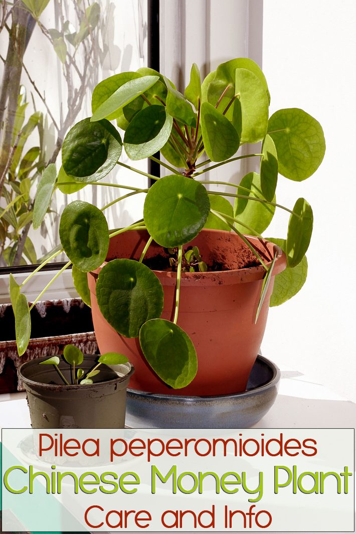Pilea peperomioides / Chinese money plant: Care and Info