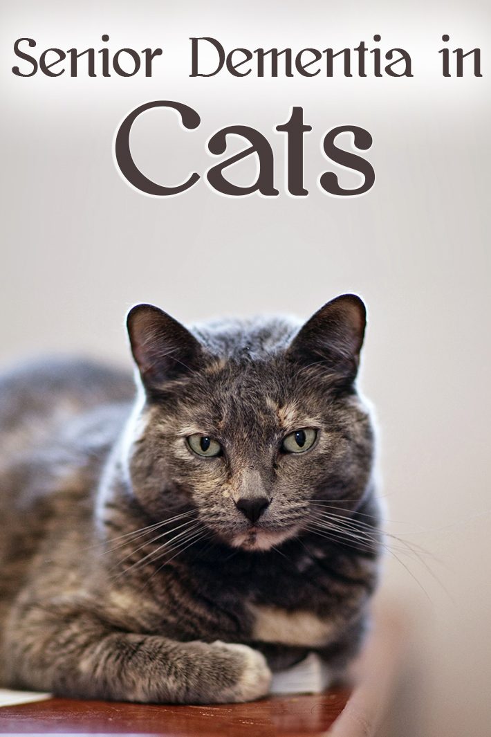 Senior Dementia in Cats