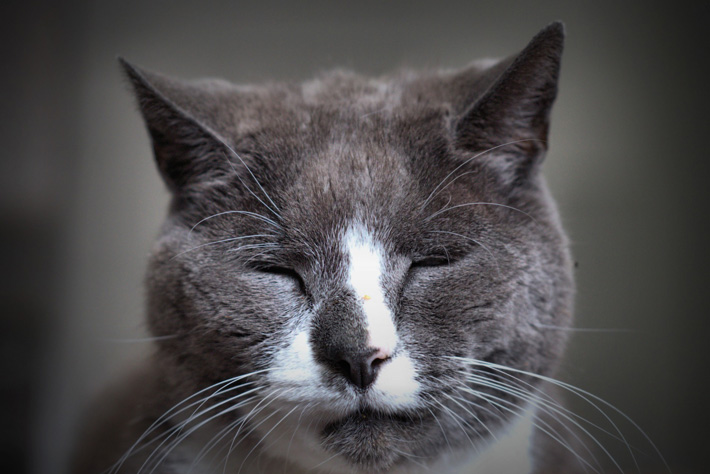 Senior Dementia in Cats