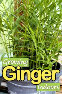 How to Grow Ginger Indoors