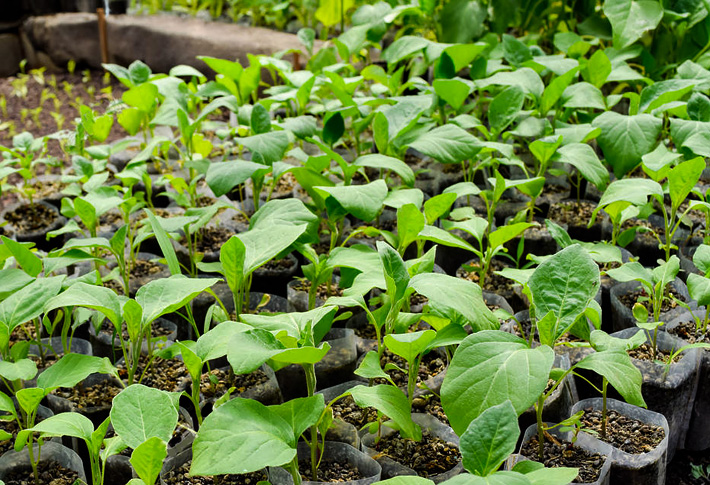 Growing Eggplants