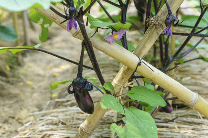 Growing Eggplants: Useful Tips