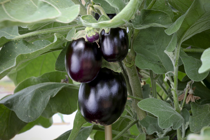 Growing Eggplants: Useful Tips