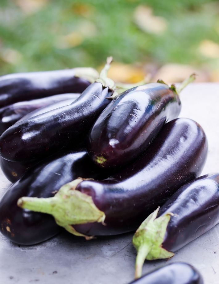 Growing Eggplants