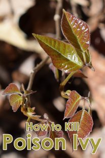 How to Kill Poison Ivy